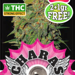 Charas Red Dragon CBD 1g