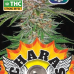 Charas Black Jack CBD 1g